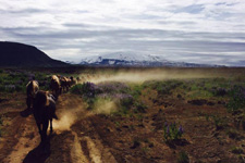 Iceland-East and South-Around the Glaciers